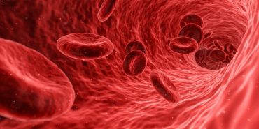 New approach to speed up red blood cells generation in the lab