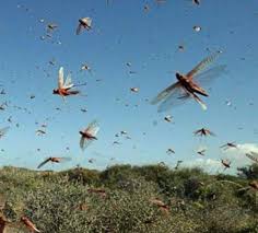 Amidst a wave of locust swarms sweeping across northern India, control operations stepped up in the affected States of Rajasthan, Punjab, Gujarat and Madhya Pradesh
