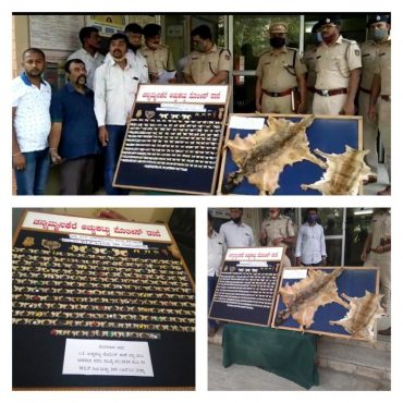 Major Wildlife Haul unearthed by CK Achukkattu police, arrested four Poachers,400 leopard and 6 tiger nails seized in Bengaluru: