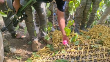 Elusive leopard captured in Kudlu gate dies later in Bannerghatta National Park