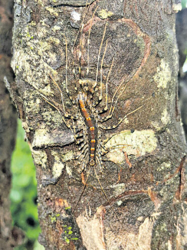 The journey of Scutigeramorpha from Gondwana to Australia