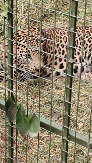 Forest department captured and rescued leopard after week long round the clock operation and shifted to Bannerghatta National park