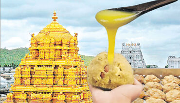 Tirupati Balaji: Animal fat in Tirumala ghee