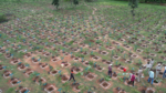 SECL’s Major Green Initiative: Over 1.46 Lakh Saplings Planted Under “Ek Ped Maa Ke Naam”