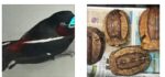 AIU officials busted another International Wildlife Smuggling racket and arrested four people including woman carrying birds & mammals concealed in check in baggage